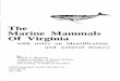 The Marine Mammals Of Virginia - University of …nsgl.gso.uri.edu/vsgcp/vsgcpe85001.pdf · The Marine Mammals Of Virginia by Robert A. Blaylock ... blue whale 80’ 100- 