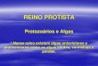 REINO PROTISTA - Colégio Montessori Santa Terezinha1).pdf · REINO PROTISTA Protozoários e Algas * Nesse reino existem algas unicelulares e pluricelulares como as algas verdes,