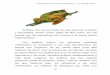 Guía de Fauna de Valverde del Camino T.E. Valverde Verde · PDF fileGuía de Fauna de Valverde del Camino – T.E. Valverde Verde 13 transformación total durante su desarrollo. A