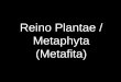 Reino Plantae / Metaphyta (Metafita) · REINO PLANTAE-Representado por seres pluricelulares, eucariontes e autótrofos.-Evolutivamente, vieram das primeiras algas uni e multicelulares