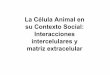 La Célula Animal en su Contexto Social: Interacciones …iib.org.ar/bajar_material.php?archivo=126.pdf · Matrix extracelular Cadherinas CAMs Integrinas Selectinas Proteoglicanos