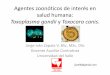 Agentes zoonóticos de interés en salud humana: Toxoplasma ...colbav.com/wp-content/uploads/2010/10/Agentes-zoonóticos-de... · –mayor riesgo de accidente con carro –(menos