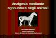 Agopuntura negli animali - ANESTHESIA FRONTIERS · Differenze anatomiche uomo/animali L’agopuntura si è sviluppata sull’uomo: l’individuazione degli agopunti negli animali