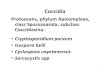 8. Handout CocciciaMicrosporidia · Coccidia Protozoans, phylum Apicomplexa, class Sporozoasida, subclass Coccidiasina. ... Cryptosporidium parvum(e)-Epidemiology Immuno-deficient
