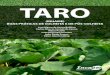 TARO - biblioteca.incaper.es.gov.br · Incaper - Biblioteca Rui Tendinha Dados Internacionais de Catalogação na Publicação (CIP) T191 Taro (Inhame) : boas práticas de colheita