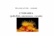 CNIDARIA (jellyfish, anemones, corals) raiken/Courses/INACTIVE/1001new/LECTURE...  Cnidaria - jellyfish,