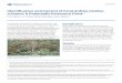 Identification and Control of Coral Ardisia (Ardisia ...edis.ifas.ufl.edu/pdffiles/AG/AG28100.pdf · SS AGR 276 Identification and Control of Coral Ardisia (Ardisia crenata): A Potentially