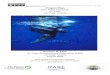 FOREWORD - rareplanet.org  · Web viewRare Pride Campaign. St. Croix. US Virgin Islands. The Campaign’s Flagship Species: Leatherback Sea Turtle. Karisma M. Elien. St. Croix Environmental