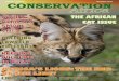 November 2012 CONSERVATION Africa - lions4lions.org · volume 1 - issue 6 november 2012 conservationafrica saving africa’s small cats breeding lowveld cheetahs africa’s lions: