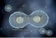 Ciclo de Vida Celular · • Sem núcleo • Ex: Bactérias ... –A carioteca se rompe. ... •e) durante a mitose as cromátides irmãs não se separam 