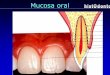 Mucosa oral - CENTRO DE CIÊNCIAS DA SAÚDE bucal 2015.pdf · Mucosa oral Assoalho da boca----Epitélio: estratificado pavimentoso não-ceratinizado; - Córion: denso não modelado;