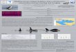 striped dolphins share echolocation information during ... Mediterranean striped dolphins share