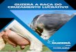 GUZERÁ A RAÇA DO CRUZAMENTO LUCRATIVO - …selecaodafasf.com.br/wp-content/uploads/Guzerá-A-Raça-do... · quanto à produção da proteína Beta Caseína A2. O resultado demonstrou