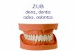 dens, dentis odus, odontosanatomie.lf2.cuni.cz/files/page/files/2018/traveni2-zuby.pdf · Zuby (Dentes) • arcus dentalis superior (maxillaris) –elipsa • arcus dentalis inferior