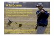 Conceito de Falcoaria - Aerohabitat: Root · Vantagens da falcoaria a. Método humanitário e ambientalmente seguro (1). b. Provoca resultados imediatos despertando reações instintivas