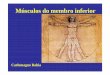 Carlomagno Bahia - anatomia.icb.ufrj.branatomia.icb.ufrj.br/material/Carlo_MusculosMInf.pdf · •Ação: extensor do fêmur. Músculos da Região Glútea (extensor do fêmur) Glúteo
