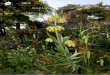 SRGC BULB LOG DIARY----- Pictures and text © Ian Young · was of Japanese origin and called ... 'Aureum' and Meconopsis cambrica are among a number of plants we allow to seed around