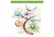 Gliális sejttípusok az idegrendszerben - Főoldal | MTA KOKIkornyei/glia_eloadasok_2012_osz/02_glia_sejttipusok_a.pdf · 62%-a NG2+ (oligo progenitor) Asztrocita Mori, Götz 2005