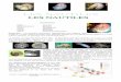 Classification - blog.cpi-plongee.frblog.cpi-plongee.fr/Documents/Bio/nautiles.pdf · Classe : Cephalopoda Ordre : Nautilida Famille : Nautilidae Genre : Nautilus et Allonautilus