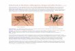 Arboviruses in the News: Chikungunya, Dengue and Zika ... · Arboviruses in the News: Chikungunya, Dengue and Zika Viruses (15 Jan 2016) There has been recent spread of even more