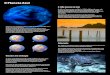 ccm.marinha.pt Planeta Azul A água é um elemento vital na Vida da T , cobrindo cerca de 2/3 da sua superfície. A água salgada da vasta massa oceânica representa a grande maioria(97%)