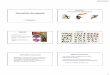 Conceitos de espécielabs.icb.ufmg.br/lbem/aulas/grad/evol/aula11-conceitos-spp.pdf · Tipos de Conceitos de Espécie ... Especiação e identificação molecular de espécies em