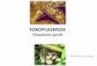 TOXOPLASMOSE - annyparasito.webnode.com 9... · Ingestão de oocistos esporulados( eliminados nas fezes dos gatos) em alimento ou água contaminadas, jardins, ... A transmissão congênita