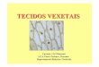 TECIDOS VEXETAIS - centros.edu.xunta.escentros.edu.xunta.es/.../presentacions/13_tecidos_vexetais.pdf · dentro da planta. O tecido vascular écomplexo, inclúe células do xilema,