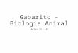 Gabarito – Biologia Animal · PPT file · Web viewGabarito – Biologia Animal Aulas 15 -18 Grande diversidade de tipos celulares, substância intersticial abundante e rica vascularização