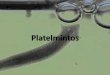 Platelmintos - zaccaria.g12.br Fundamental II/Série 17... · Platelmintos •Medindo desde alguns milímetros até metros de comprimento, os platelmintos possuem tubo digestório