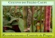 Cultivo do Feijão-Caupiainfo.cnptia.embrapa.br/.../173412/1/Cartilha-Cultivo-do-feijao.pdf · O feijão-caupi é amplamente cultivado no Nordeste e Norte do Brasil e, nos últimos