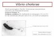 Bacilo grmanegativo Familia: Vibrionaceae (características ...fundacionio.org/docs/cursos/paloma_merino_jornada_colera.pdf · comunes a las Enterobacteriaceae) Antígeno flagelar: