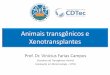Animais transgênicos e Xenotransplantes - …. Dr. Vinicius Farias Campos Disciplina de Transgênese Animal Graduação em Biotecnologia - UFPel 1. Histórico e contextualização