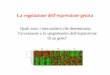regolazione espressione genica - DIR · Nelle cellule eucariotiche la metilazione è a carico della C. Solo il 3% delle C sono metilate ed in genere è bersaglio della metilazione