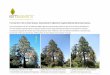 Tree Injection Trials on Giant Sequoia- Sequoiadendron ... · Tree Injection Trials on Giant Sequoia- Sequoiadendron Giganteum targeting Diplodia Sphaeropsis Sapinea. Trials commenced