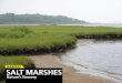 Habitat Salt MarSheS - Long Island Soundlongislandsoundstudy.net/.../2_LivingTreasures_SaltMarshes_LoRes.pdf · along the salt marsh edge and shore, where they stand quietly in shallows