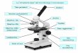 Lo “strumento base” del microbiologo: il microscopio · Gram è inadatta è quello dei micobatteri I coloranti non penetrano attraverso la loro parete particolare, ricca di lipidi