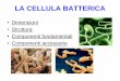 LA CELLULA BATTERICA - istitutoagrariosartor.gov.it · I batteri mesofili preferiscono temperature tra i 20 e i 40°C. I patogeni dell’uomo e degli animali sono mesofili, adattatisi,