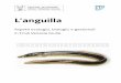 L’anguilla - Regione Autonoma Friuli Venezia Giulia - home · storica curiosità per la sua affascinante e complessa storia ... risulta così un’unica pinna che contorna la metà