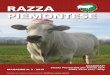 RAZZA PIEMONTESE - Anaborapi · quaglia pietro - saluzzo section cow-calf pair champion: it001990194268 orchidea (ebron ai x silvebech) it001990743893 unico (quale ai x orchidea)