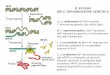 IL FLUSSO DELL INFORMAZIONE GENETICA - Moodle@Units · agli mRNA in polipeptidi, ad opera dei ribosomi, attraverso la mediazione degli ... dell'informazione da sequenze di nucleotidi