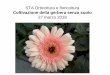 STA Orticoltura e floricoltura - manageweb.ict.uniba.it fileIl fondo della canaletta presenta i rilievi longitudinali ... • Gli steli vengono raccolti quando compare il polline sui