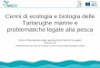 Cenni di ecologia e biologia delle Tartarughe marine · Cenni di ecologia e biologia delle Tartarughe marine e ... attraverso la riduzione della mortalità nelle attività di pesca