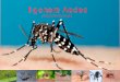 Il genere Aedes - comune.caneva.pn.it · Il lungo viaggio della zanzara tigre (Aedes albopictus) ... L'adulto si distingue in base a diverse caratteristiche morfologiche, visibili