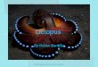 Octopus - City College of San Francisco · PDF fileOctopus Octopuses have always caught my interest and have been one of my favorite marine organisms. I find them interesting because