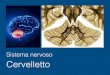 Sistema nervoso Cervelletto - Homepage | Laboratory of … · 2016-11-24 · Peduncolo cerebellare superiore Peduncolo cerebellare medio Peduncolo cerebellare inferiore Uvula Flocculo