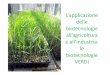 Le biotecnologie vegetali industrialifiles.ccdbiotec.unimi.it/avviso/allegati/allegati413123.pdf · Queste piante sono cresciute in presenza di concentrazioni crescenti di NaCl. Le