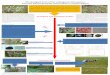 The biological basis of the endangered relict species from ... · The biological basis of the endangered relict species from the Salicaceae family conservation in eastern Poland The