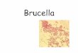 Brucella - gmch.gov.in lectures/Microbiology/17 Brucella.pdf · abortus stained with hematoxylin) • The mixture of whole milk and stained brucella antigen are incubated in a water