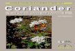Coriander, Coriandrum sativum L. - bioversityinternational.org · This publication describes the genetic resources of coriander (Coriandrum sativum L.) and discusses various aspects